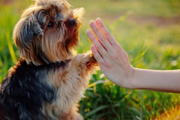Soins sur animaux Allinges, Allinges, Daniella