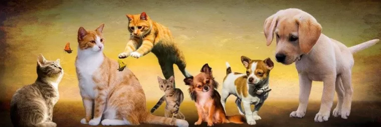 AIDE POUR LIBERATION EMOTIONNELLE DE VOS PETITS ANIMAUX DE COMPAGNIE, Allinges, Daniella