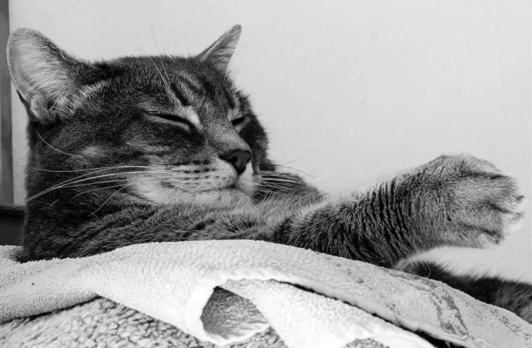 Aider votre petit Animal à surmonter votre Absence durant les Vacances, Allinges, Daniella